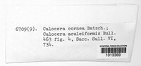 Calocera cornea image